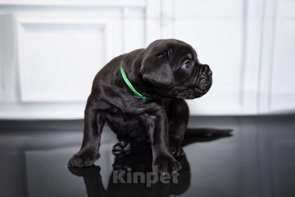 Собаки в Ярославле: Кане корсо полностью черный мальчик  Мальчик, 90 000 руб. - фото 4