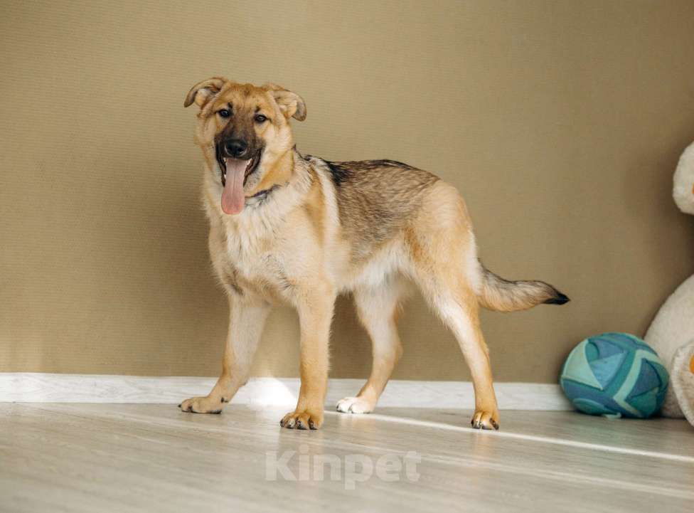 Собаки в Москве: Щенок бесплатно в Москве Мальчик, Бесплатно - фото 7