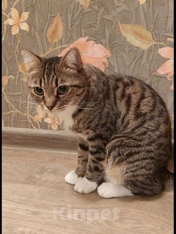 Кошки в Москве: Кошка Сима с зелёными глазами в добрые руки.  Девочка, Бесплатно - фото 3
