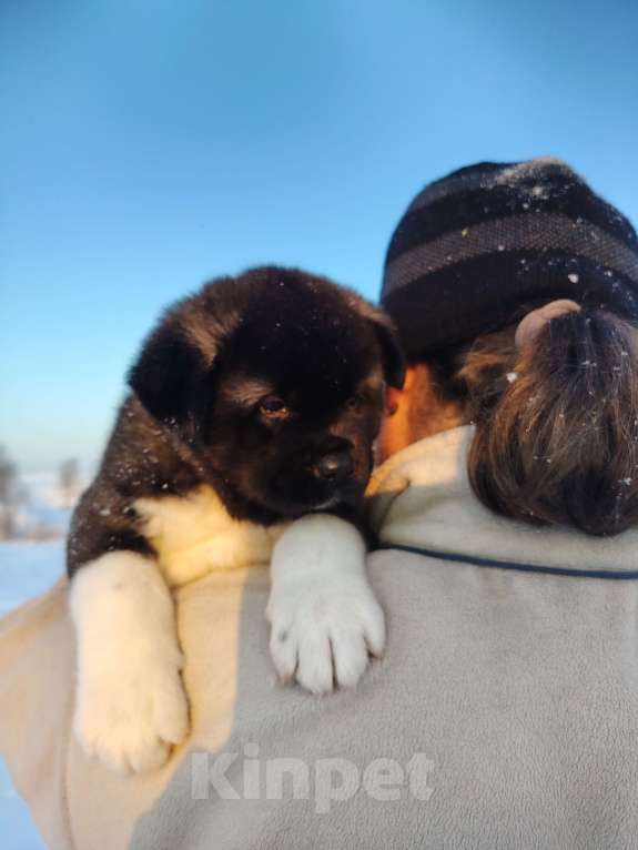 Собаки в Санкт-Петербурге: Девочка акита Девочка, 100 000 руб. - фото 1