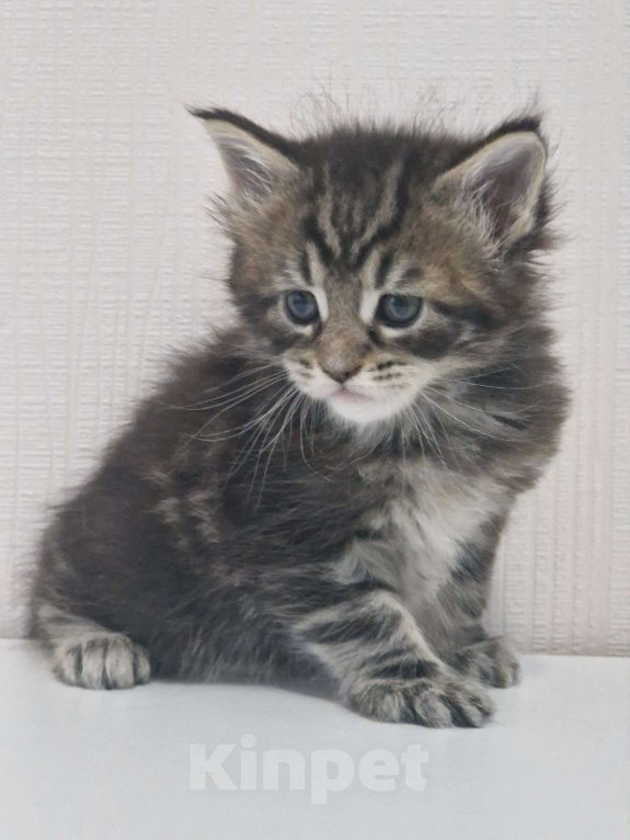 Кошки в Ижевске: Котята мейн-кун Девочка, 65 000 руб. - фото 2