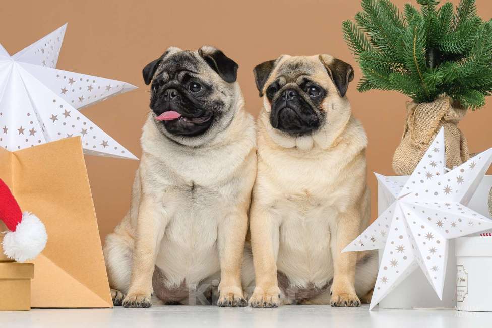 Собаки в Ижевске: Мопсы Девочка, 50 000 руб. - фото 1