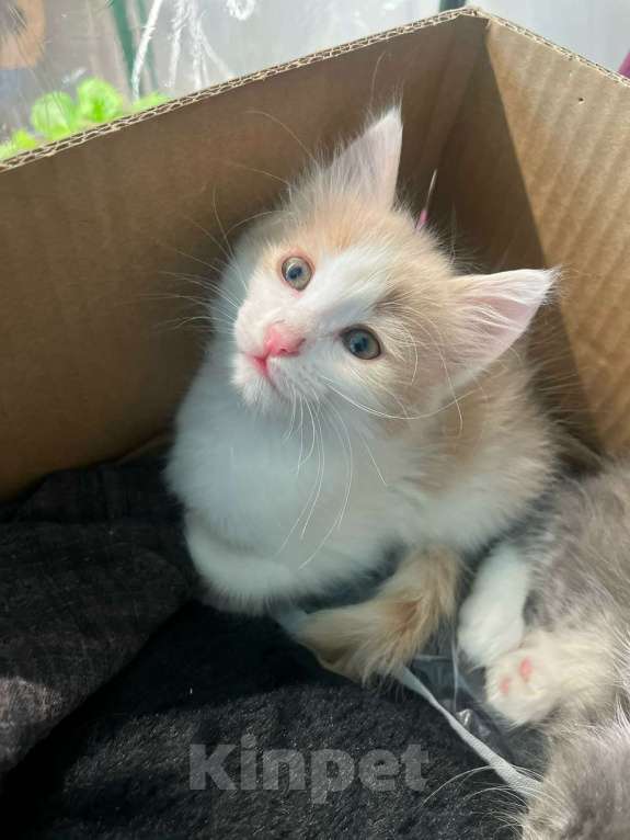 Кошки в Москве: Котенок даром в добрые руки. Девочка, Бесплатно - фото 1