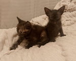Кошки в Ростове-на-Дону: Котята Мальчик, Бесплатно - фото 7