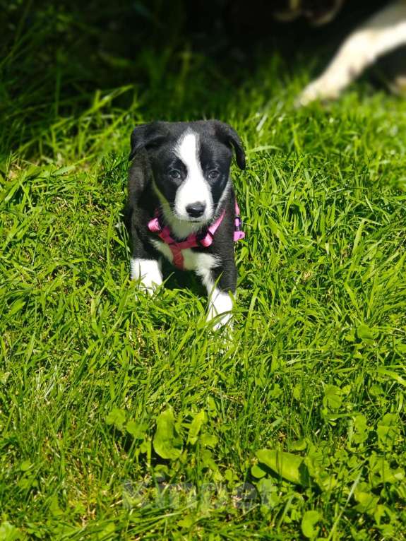 Собаки в Красногорске: Необыкновенный щенок Дора 1,5 месяца ждет родителей на передержке   Девочка, Бесплатно - фото 4