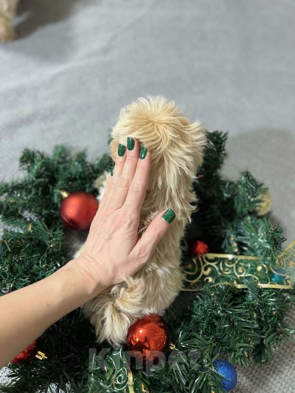 Собаки в других городах Московской области: Мальчик мальтипу f1 мини Мальчик, 130 000 руб. - фото 3