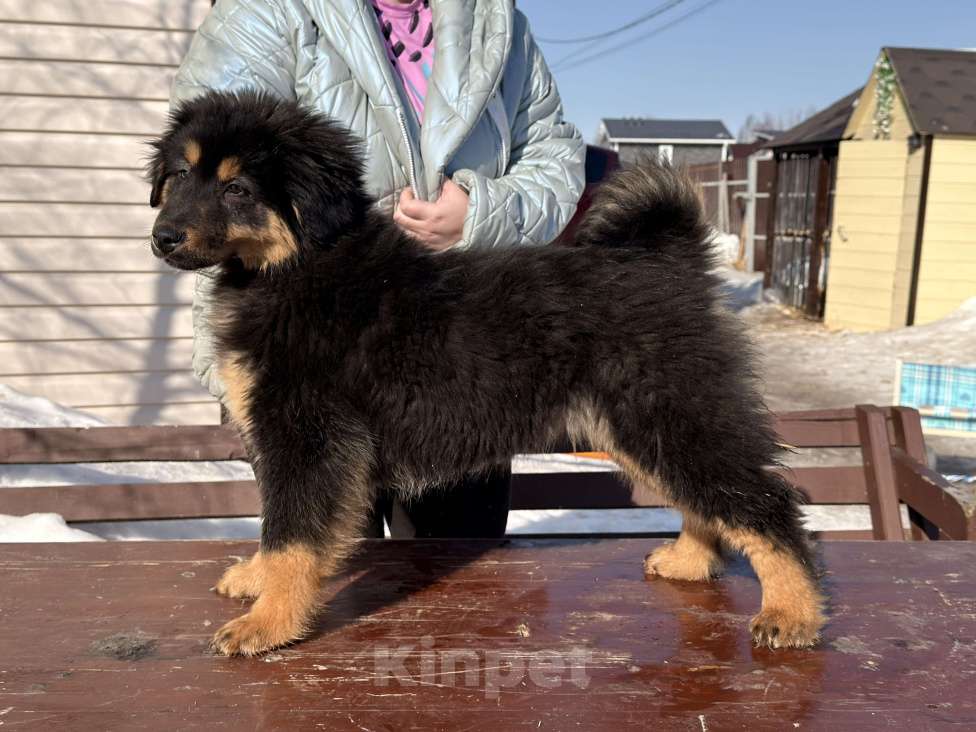 Собаки в других городах Московской области: Щенок банхара Девочка, Бесплатно - фото 3