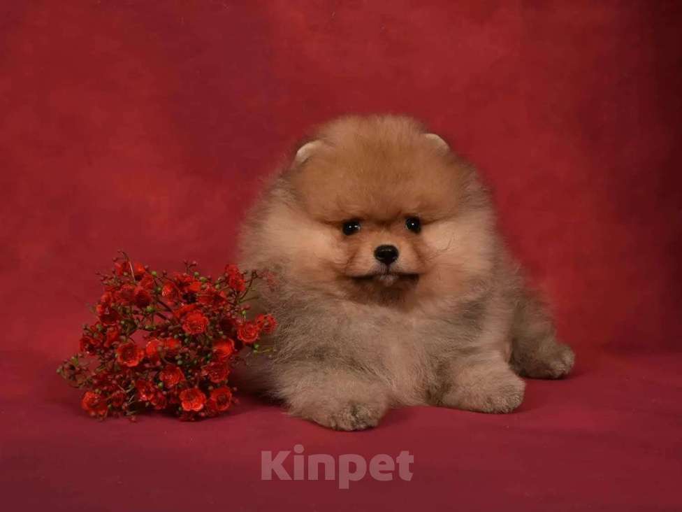 Собаки в Москве: Померанский карликовый шпиц мальчик Мальчик, 45 000 руб. - фото 4