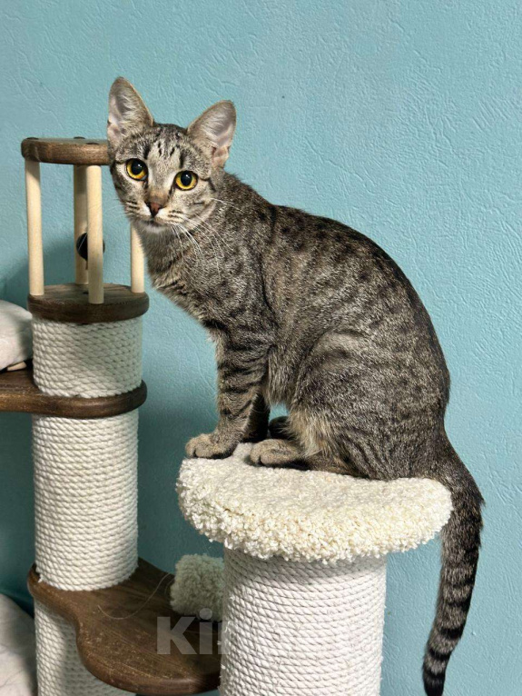 Кошки в Москве: Игривая кошечка с медовыми глазами ищет лучший дом Девочка, Бесплатно - фото 2