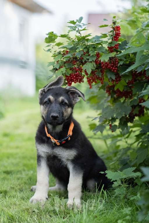 Собаки в других городах Ленинградской области: Щенки восточноевропейской овчарки Девочка, 65 000 руб. - фото 2
