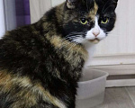 Кошки в Москве: Моночка ищет семью Девочка, Бесплатно - фото 4