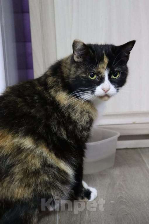 Кошки в Москве: Моночка ищет семью Девочка, Бесплатно - фото 4