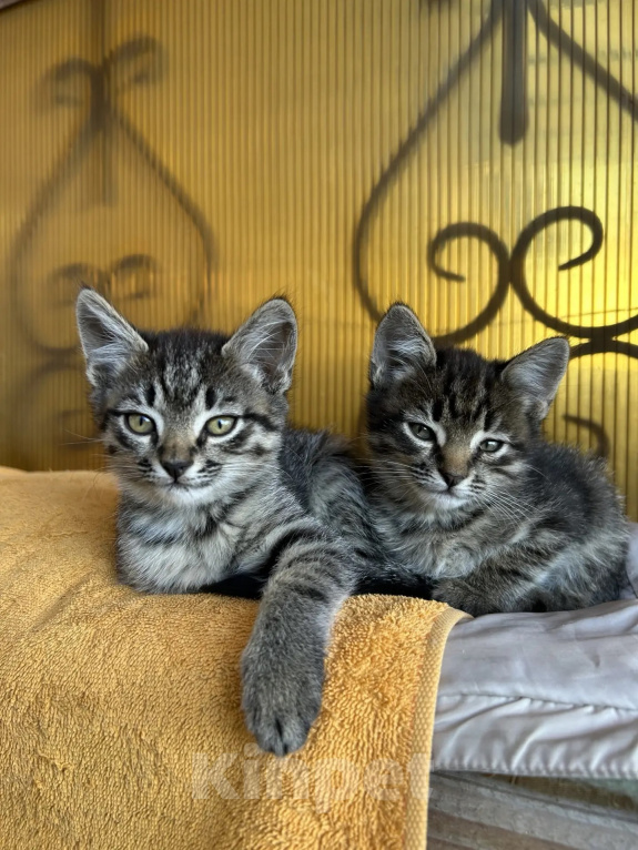 Кошки в Волгограде: Котята в добрые руки Девочка, Бесплатно - фото 7