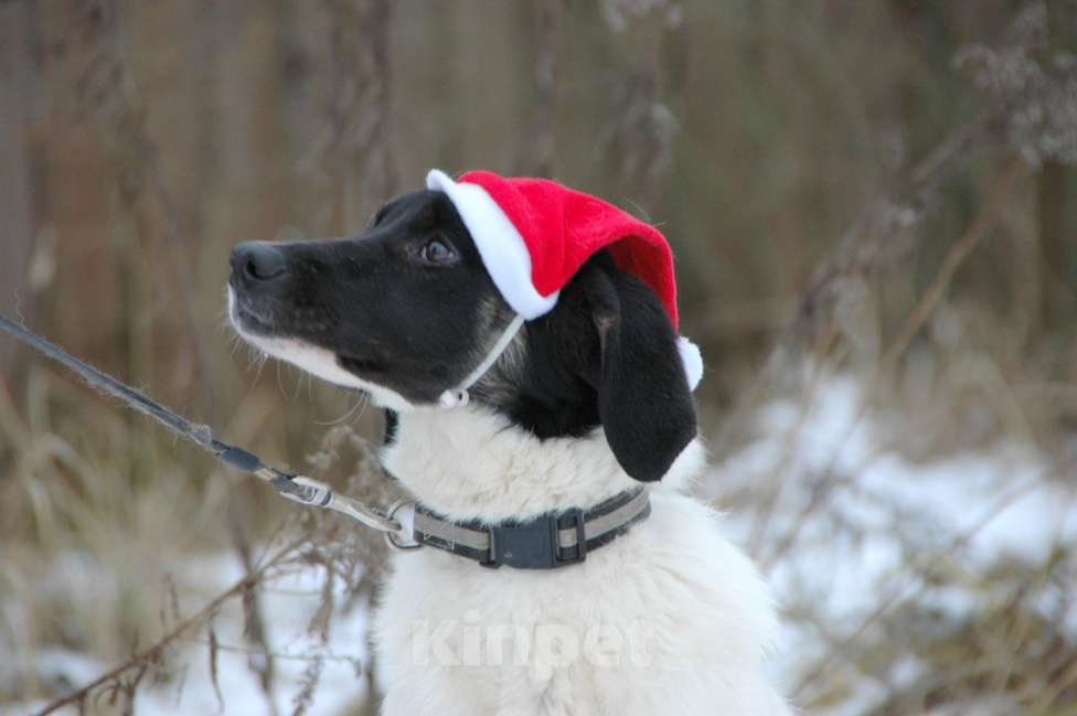 Собаки в Москве: Славный щенок Сара в добрые руки Девочка, Бесплатно - фото 2