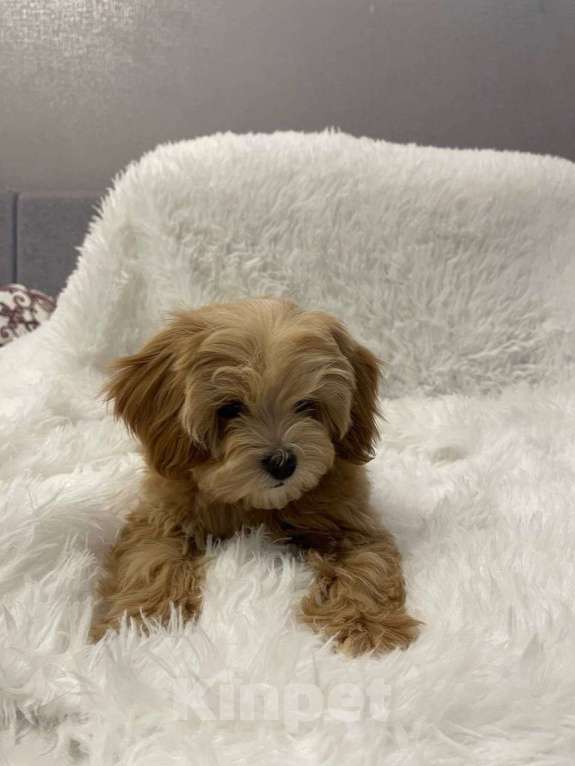 Собаки в Москве: Мальтипу f 1 цвет карамель  Мальчик, 85 000 руб. - фото 2