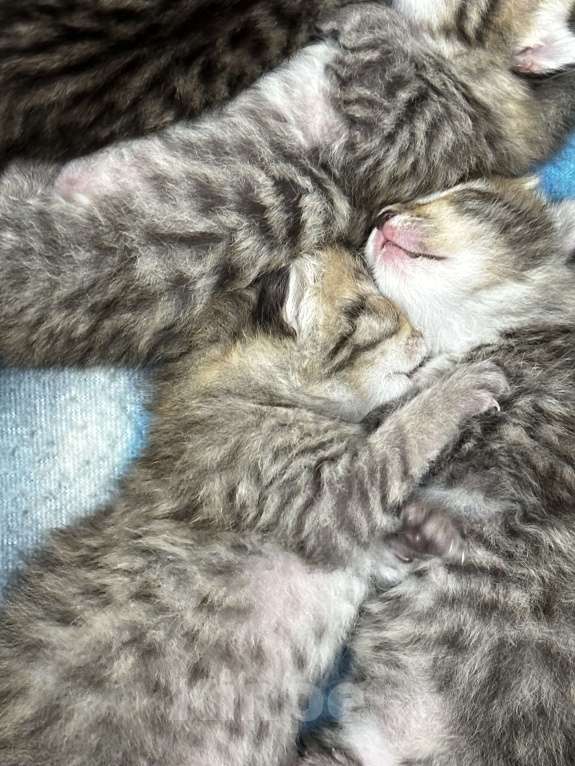 Кошки в Каспийске: Отдам котёнка в добрые руки Мальчик, Бесплатно - фото 2