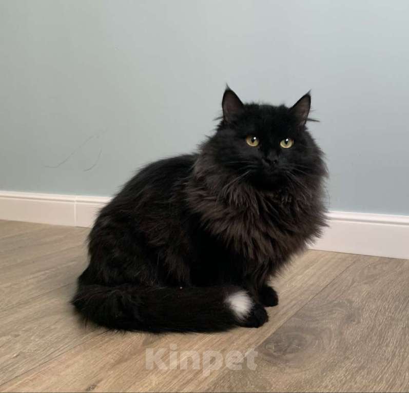 Кошки в Москве: Пушистый кот в добрые руки Мальчик, Бесплатно - фото 5