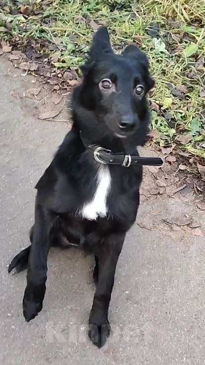 Собаки в Москве: Изящная красотка Джесси ищет дом Девочка, Бесплатно - фото 5