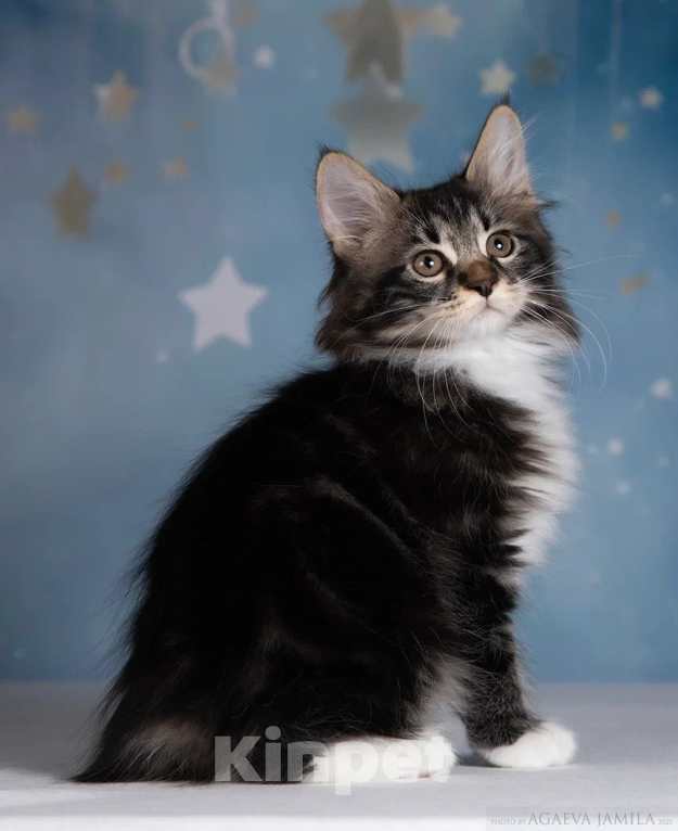 Кошки в других городах Московской области: Котик Ксандр Мальчик, 55 000 руб. - фото 6