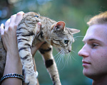 Кошки в Москве: Бенгальская кошка Девочка, Бесплатно - фото 4