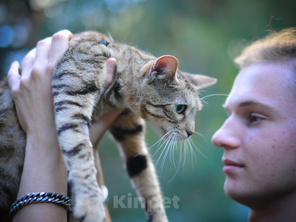 Кошки в Москве: Бенгальская кошка Девочка, Бесплатно - фото 4