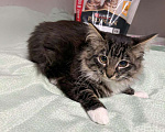 Кошки в Санкт-Петербурге: Мальчик скромный 4 мес Мальчик, 100 руб. - фото 2