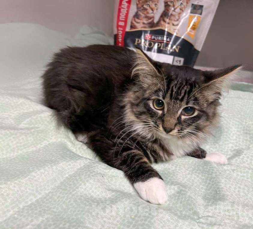 Кошки в Санкт-Петербурге: Мальчик скромный 4 мес Мальчик, 100 руб. - фото 2