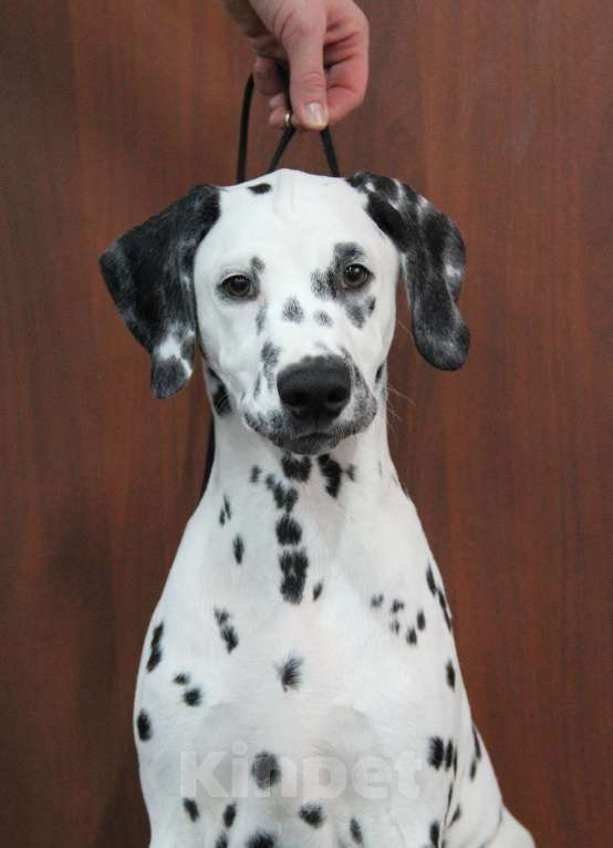 Собаки в Москве: Щенок ДАЛМАТИНА 4 месяца Мальчик, 100 000 руб. - фото 4