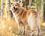 Собаки в Москве: Шикарный пёс Нортон в добрые руки. Мальчик, 1 руб. - фото 1