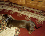 Собаки в Самаре: Вязка, 1 000 руб. - фото 2