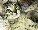 Кошки в Ростове-на-Дону: Котик в добрые ручки))) Мальчик, 10 руб. - фото 2
