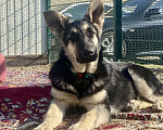 Собаки в других городах Краснодарского края: Щенок Восточноевропейской овчарки Девочка, 60 000 руб. - фото 4