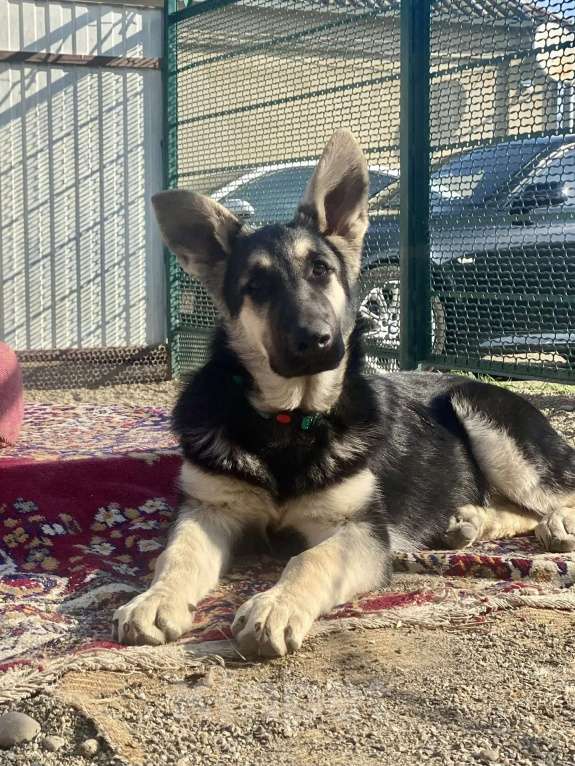 Собаки в других городах Краснодарского края: Щенок Восточноевропейской овчарки Девочка, 60 000 руб. - фото 4