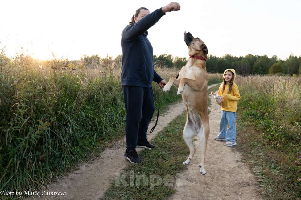 Собаки в Москве: Метис боксера в добрые руки  Девочка, Бесплатно - фото 5