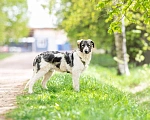 Собаки в Москве: Щенок в дар Мальчик, Бесплатно - фото 7