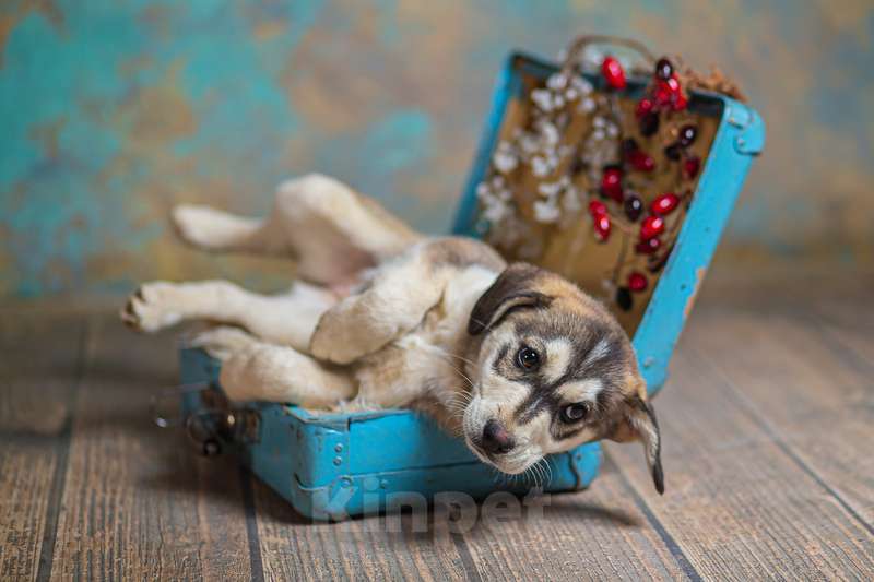 Собаки в Москве: Щенки от лабрадора и хаски в добрые руки Мальчик, Бесплатно - фото 6