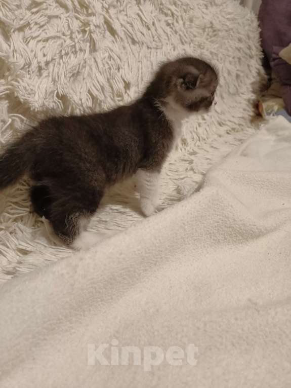 Кошки в Балашихе: Котята  Девочка, 8 000 руб. - фото 5