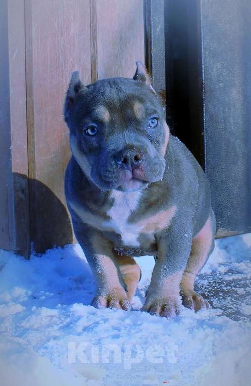 Собаки в Мурманске: Девочка - булли. Девочка, 90 000 руб. - фото 3