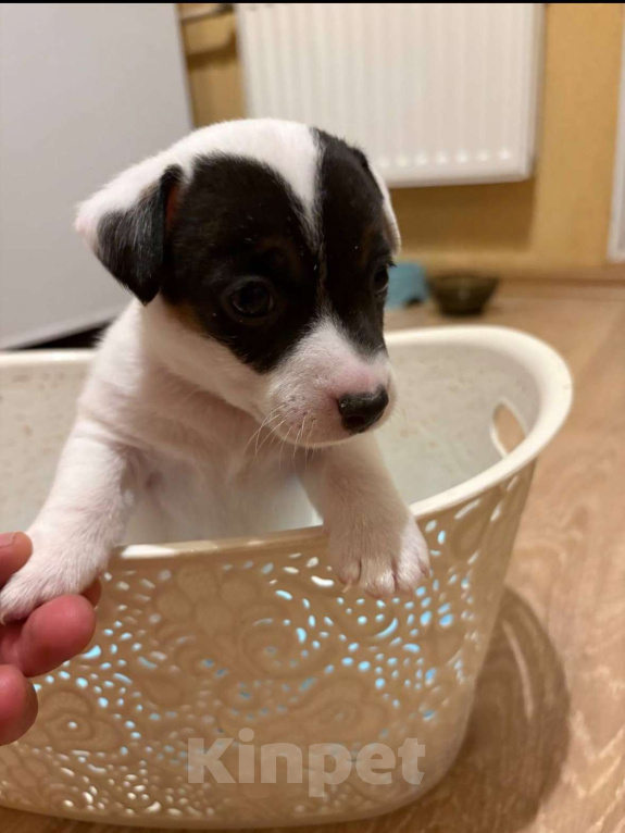 Собаки в Санкт-Петербурге: Щенки Джек Рассел терьер (девочки) Девочка, 25 000 руб. - фото 7