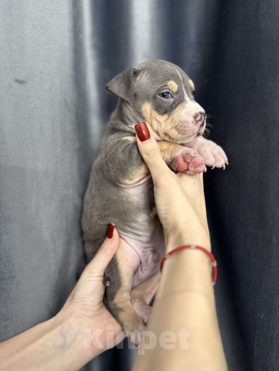 Собаки в Краснодаре: Щенки амстаффа Мальчик, 20 000 руб. - фото 1