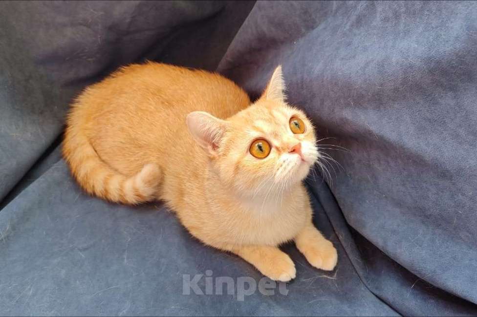 Кошки в Москве: Британские и шотландские кошки и коты Мальчик, 15 000 руб. - фото 2