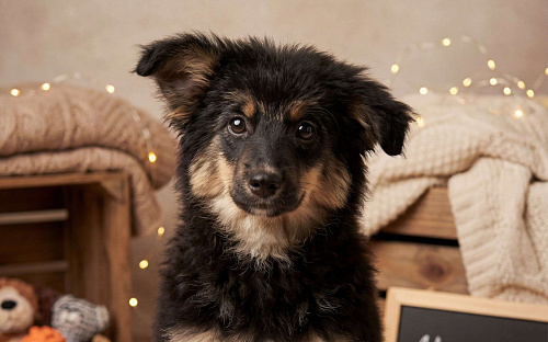 овечка Долли