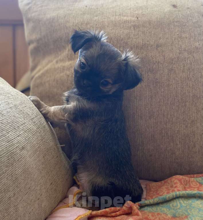 Собаки в Санкт-Петербурге: Великолепный мальчик чишка Мальчик, 25 000 руб. - фото 6