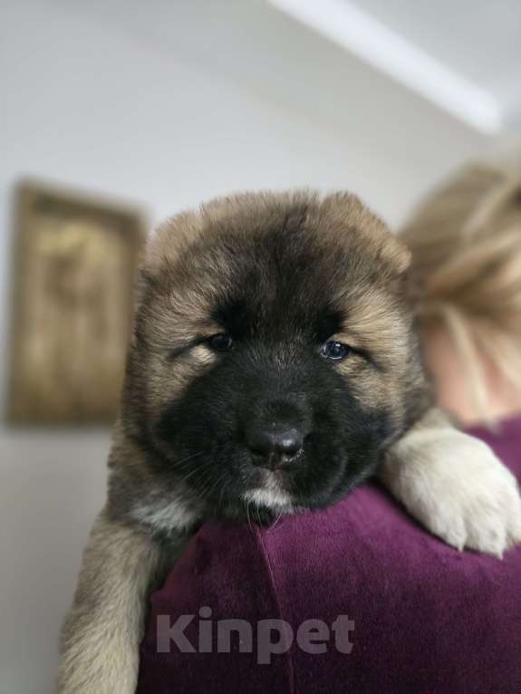 Собаки в других городах Воронежской области: Щенки кавказской овчарки.Девочки. Девочка, 40 000 руб. - фото 4