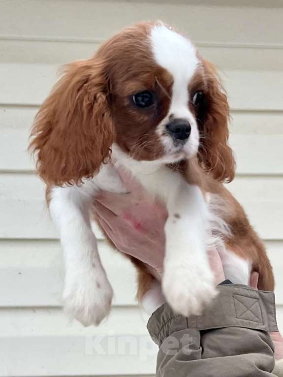 Собаки в Санкт-Петербурге: БЕСТ ИЛРЕАН ИЛЬСУРА Девочка, 230 000 руб. - фото 5