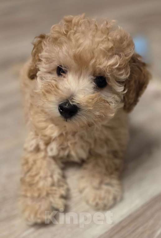 Собаки в Москве: Малыши Мальтипу Мальчик, Бесплатно - фото 3