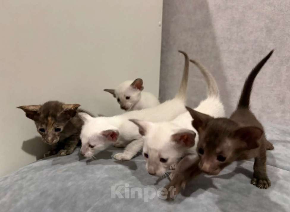 Кошки в Березовском: Котята Ориенталы Разнополые, 20 000 руб. - фото 1