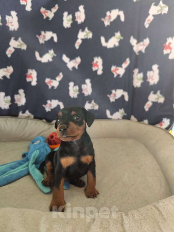 Собаки в Ореховом-Зуево: Щенки цвергпинчера Мальчик, 50 000 руб. - фото 2