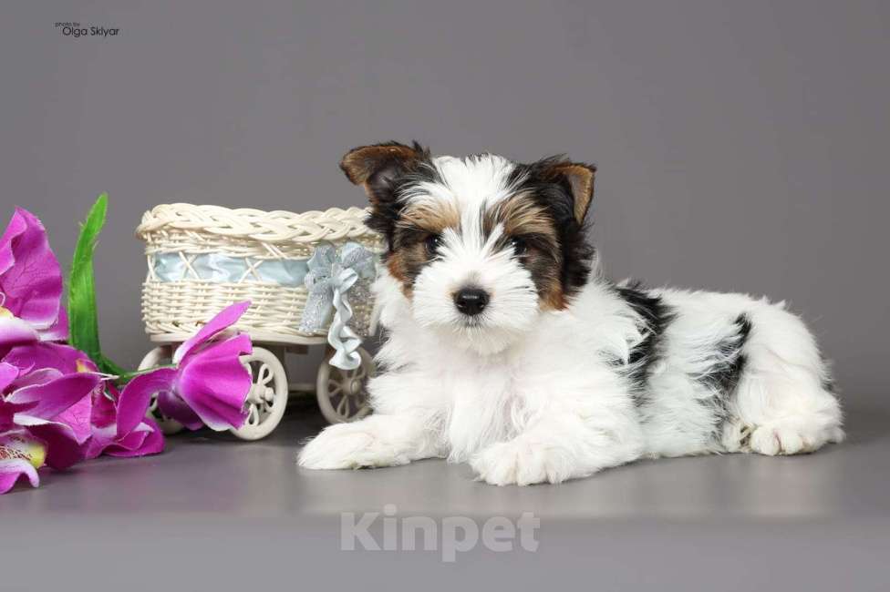 Собаки в Екатеринбурге: Бивер йорк остался 1 мальчик Мальчик, 70 000 руб. - фото 3