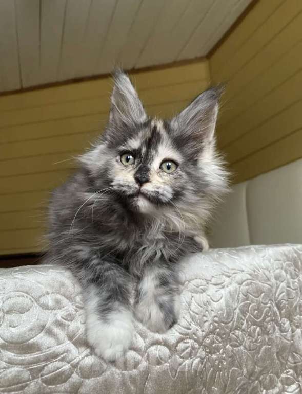 Кошки в других городах Московской области: Мейн-кун девчушка❤️ Девочка, 60 000 руб. - фото 4